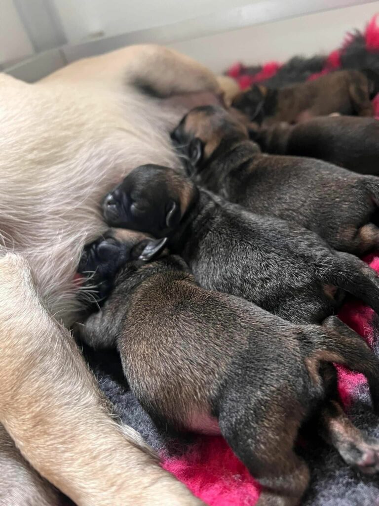 Maci heeft puppies!