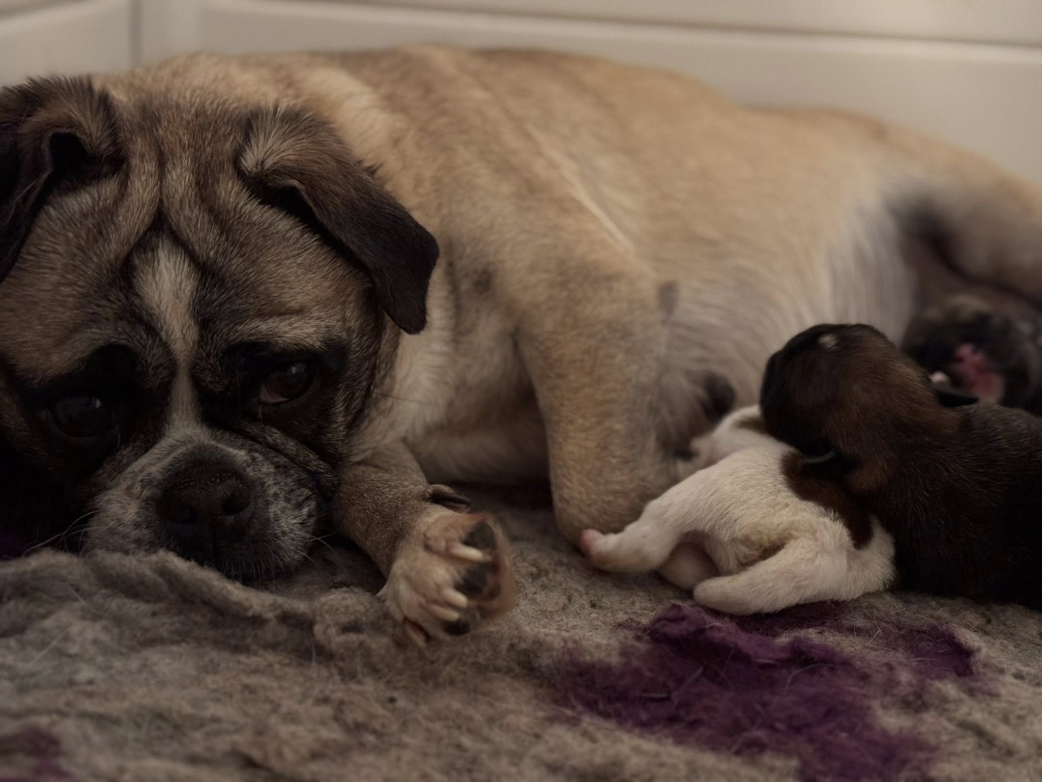 Puppy nieuws !